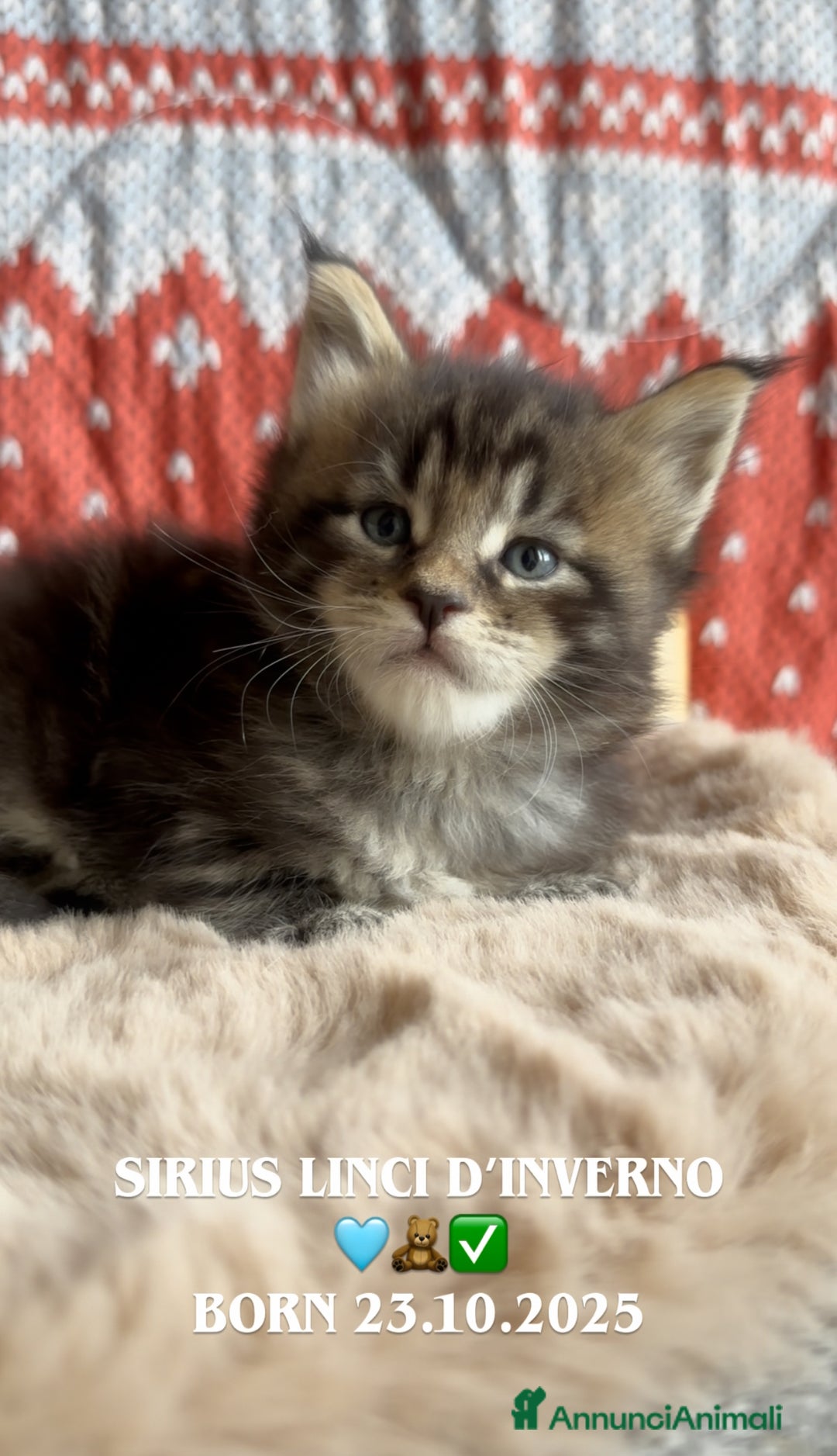 Maine Coon gatti in vendita: Cuccioli Maine Coon disponibili alla prenotazione - Annuncio 5