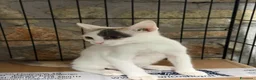 Meticcio gatti in regalo: Allegra - Annuncio 4