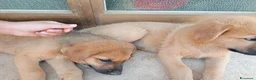 Altre razze cani in regalo: Cuccioli in regalo - Annuncio 8