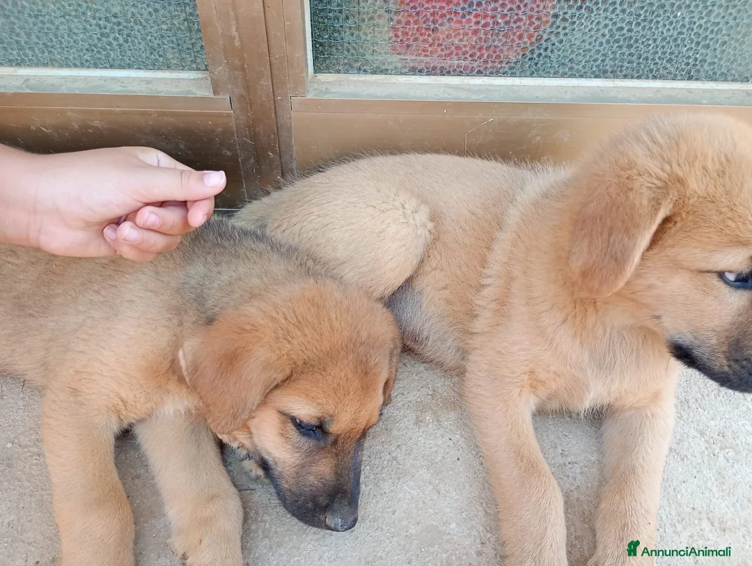 Altre razze cani in regalo: Cuccioli in regalo - Annuncio 4
