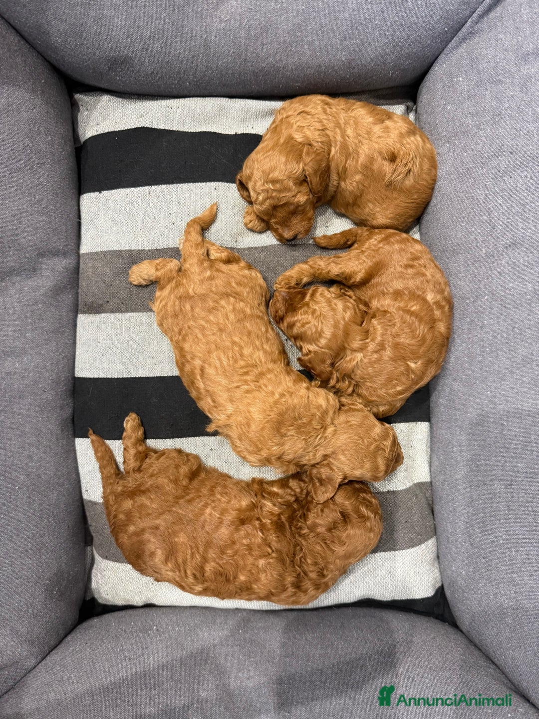 Barboncino cani in vendita: Barboncini nanetti 🐩🐩🐩 - Immagine 22