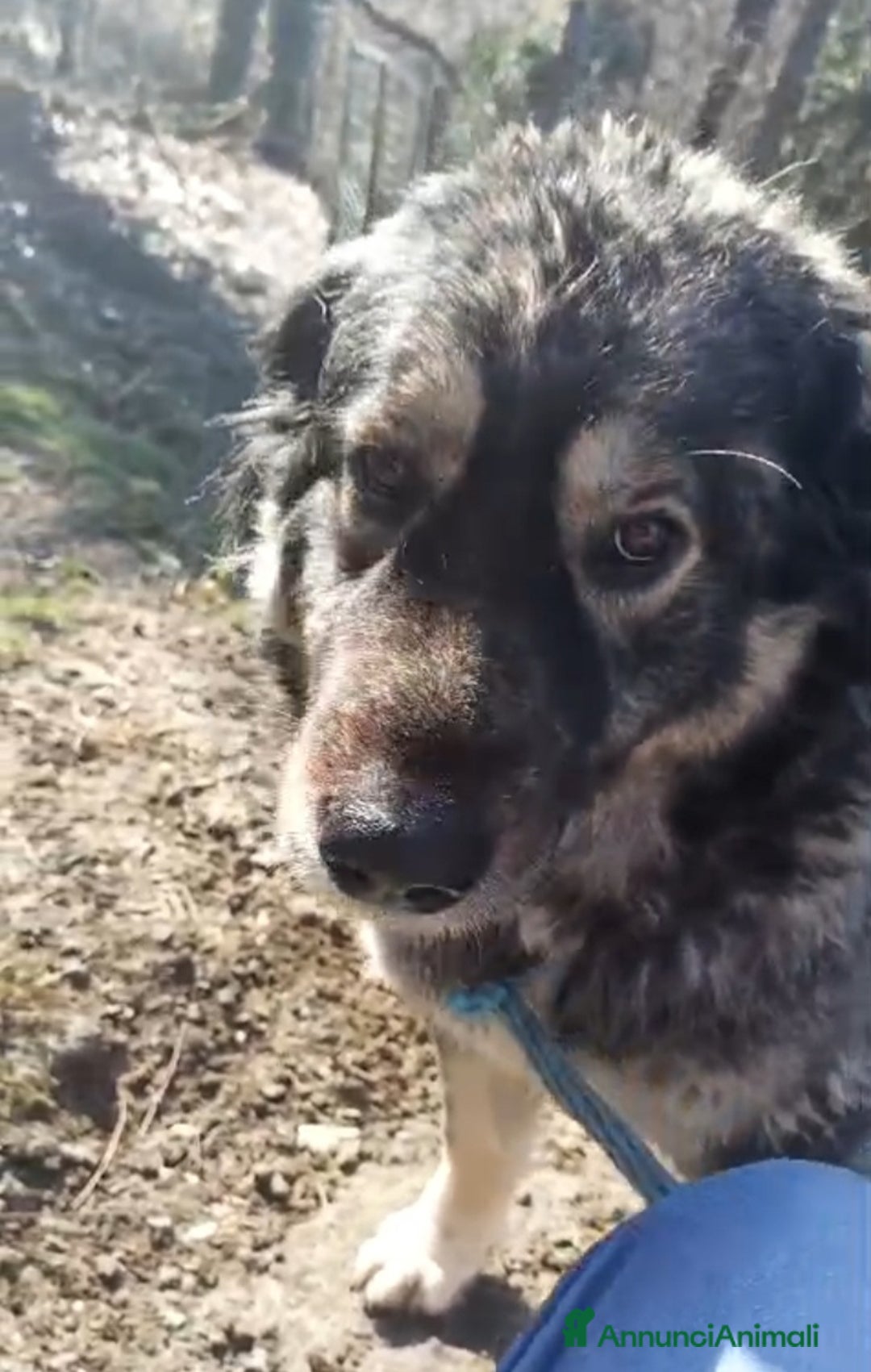 Meticcio cani in regalo: NAVONA mix Pastore Carpazi 4/5anni ALESSANDRIA a Città metropolitana di Milano - Annuncio 7