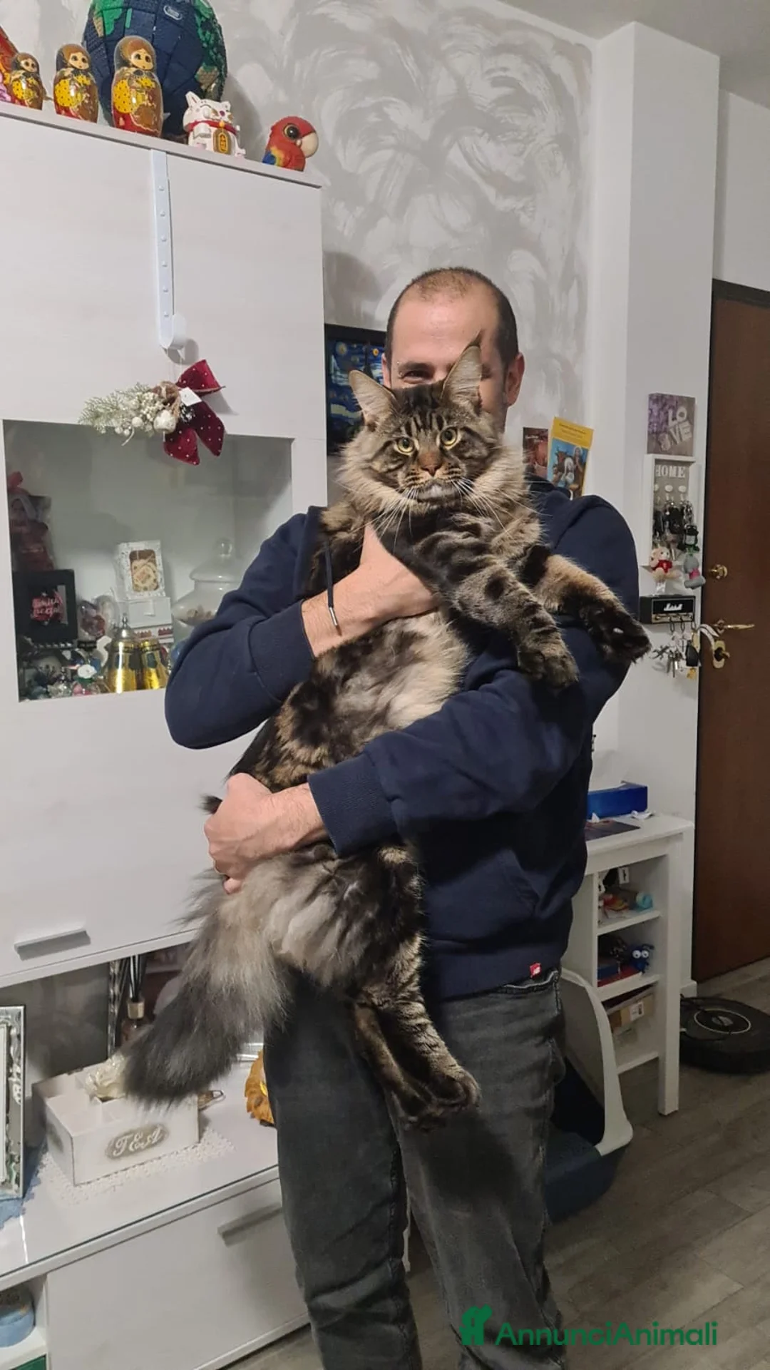 Maine Coon gatti per accoppiamento: Splendido maine coon maschio disponibile per monta - Annuncio 5