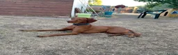 Vizsla cani per accoppiamento: Vizsla disponibile per monta - Annuncio 6