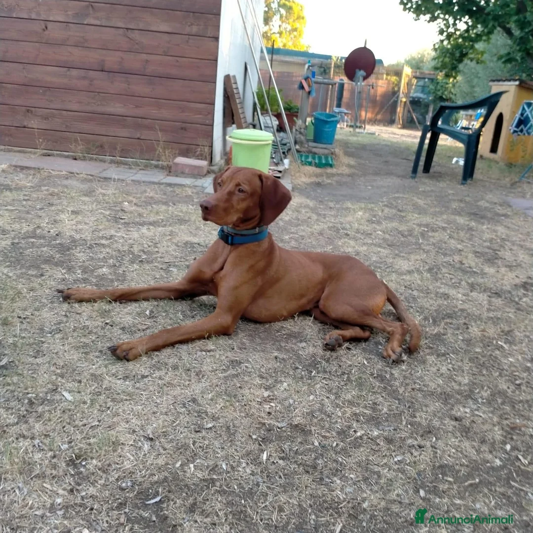 Vizsla cani per accoppiamento: Vizsla disponibile per monta - Annuncio 6