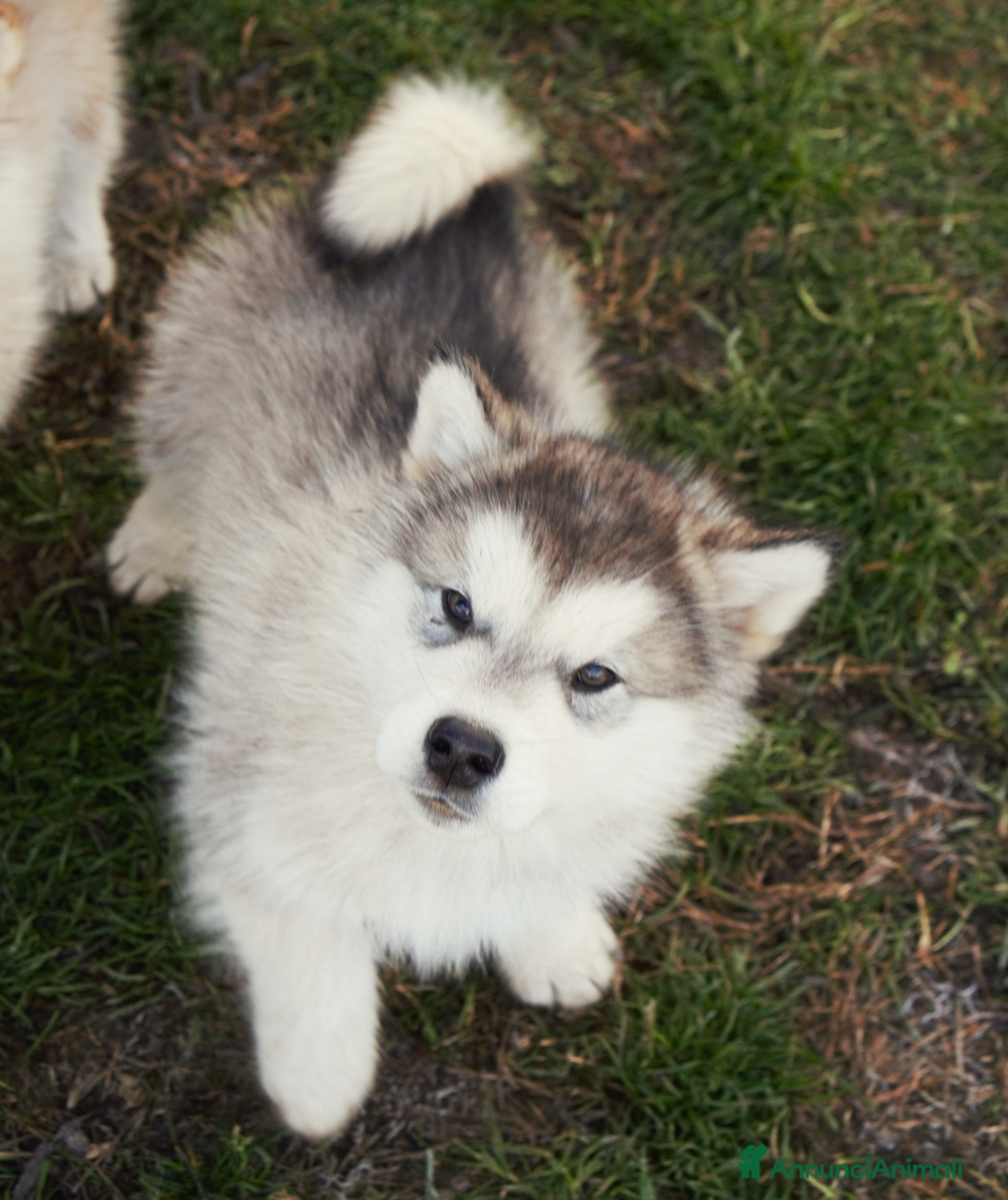 Alaskan Malamute cani Cucciolo di alaskan malamute - Annuncio 2
