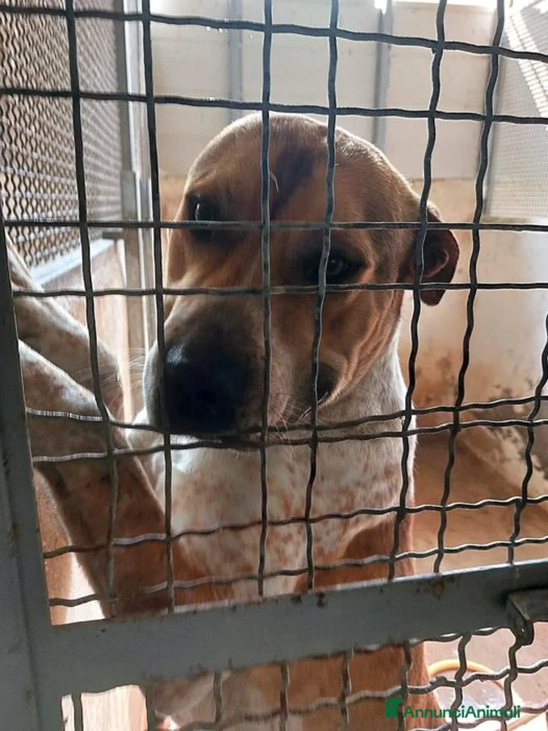 Meticcio cani in regalo: CASPER bravo ed equilibrato - Annuncio 7