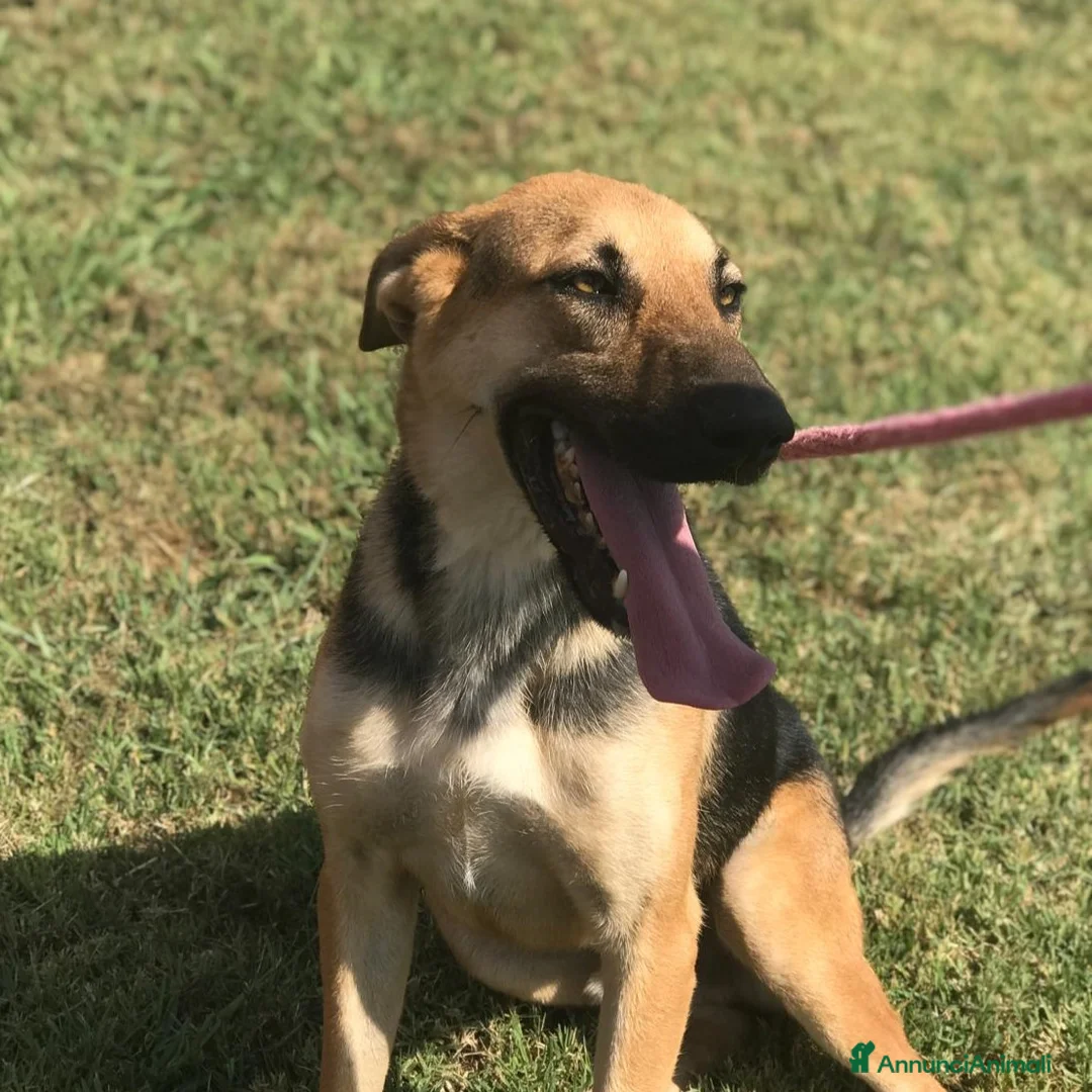 Pastore Tedesco cani in regalo: SEGGHIO meraviglioso derivatopastore tedesco a Provincia di Latina - Annuncio 3