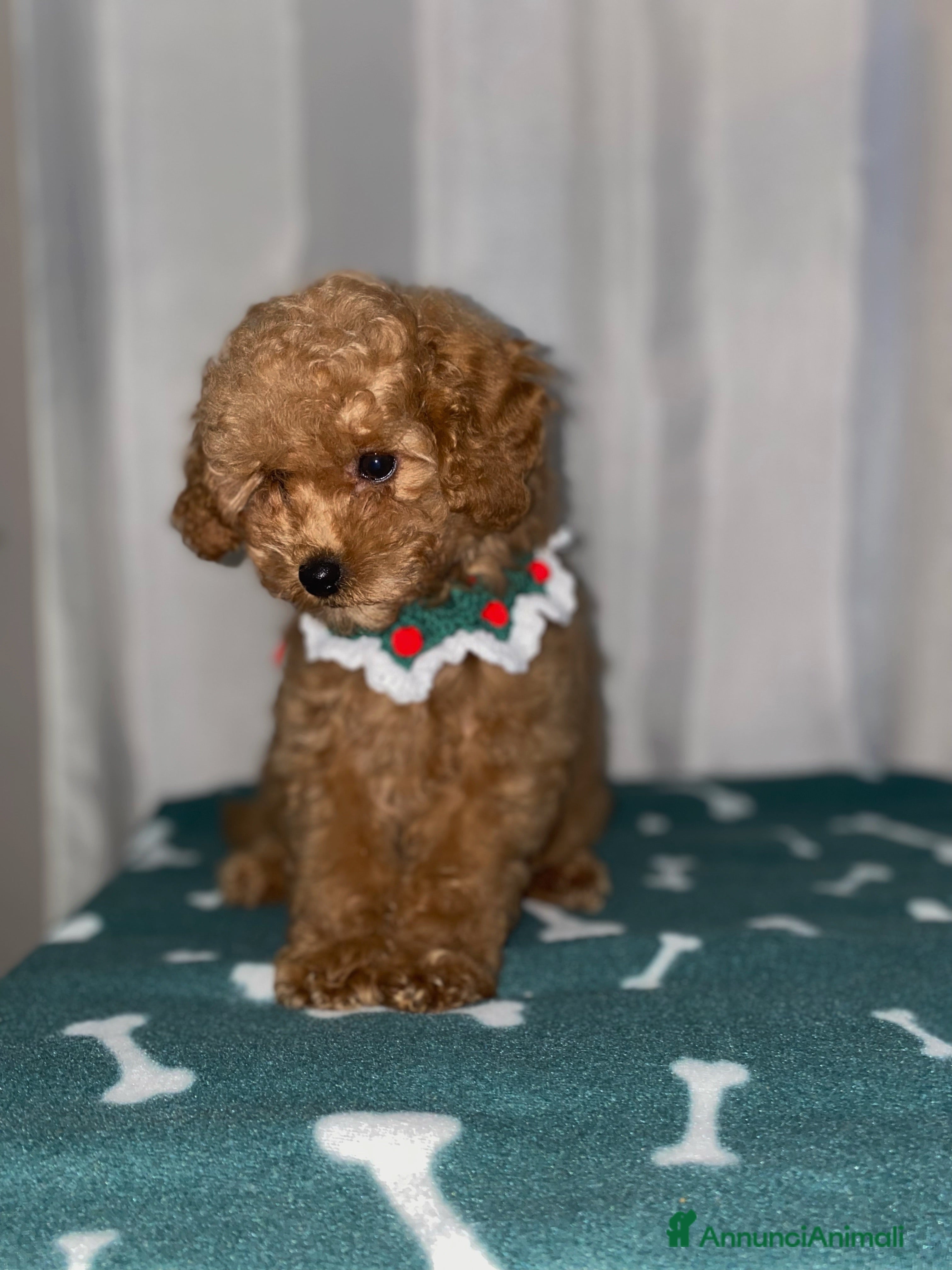 Barboncino Toy cani Ultimo cucciolo maschietto barboncino toy - Annuncio 2