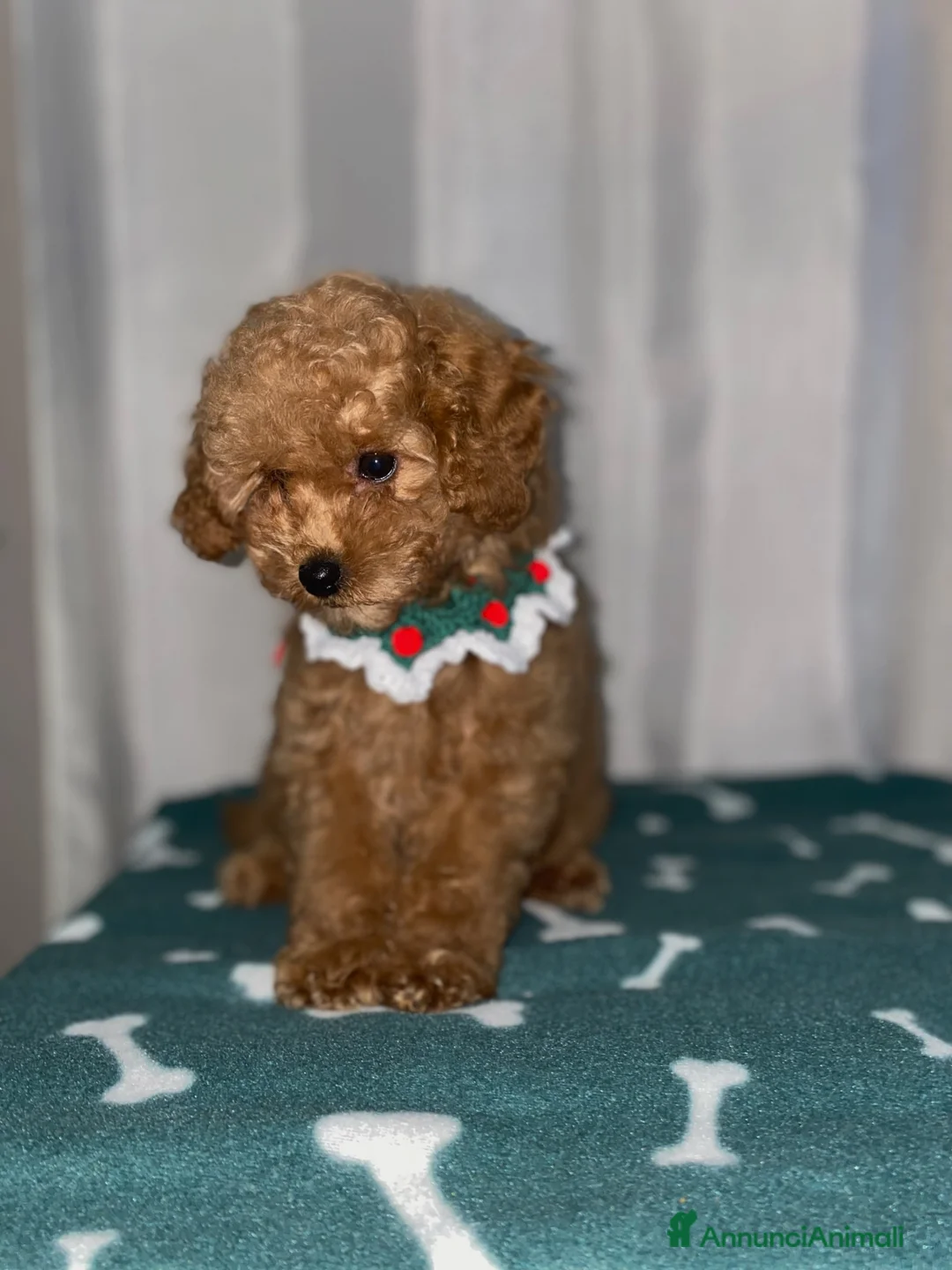 Barboncino Toy cani in vendita: Ultimo cucciolo maschietto barboncino toy - Annuncio 2