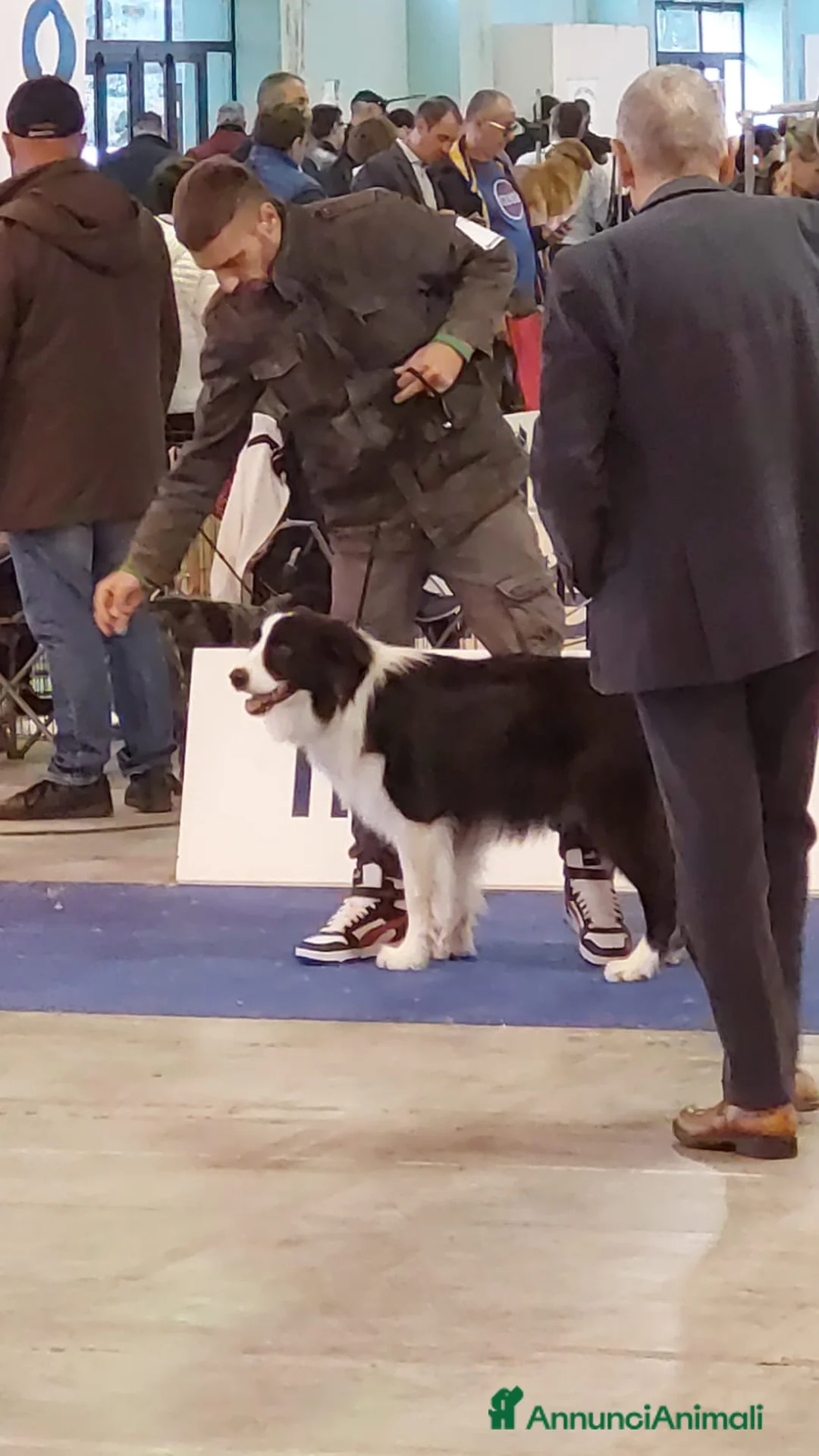 Bearded Collie cani per accoppiamento: border collie per monta - Annuncio 6