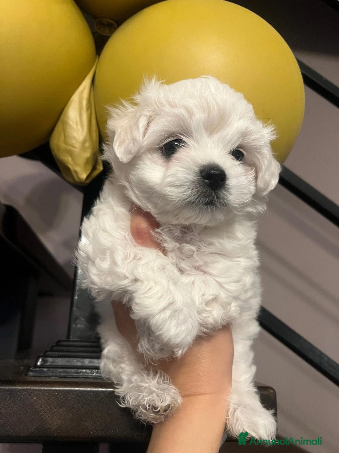 Maltese cani in vendita: Cuccioli di maltese  - Annuncio 5