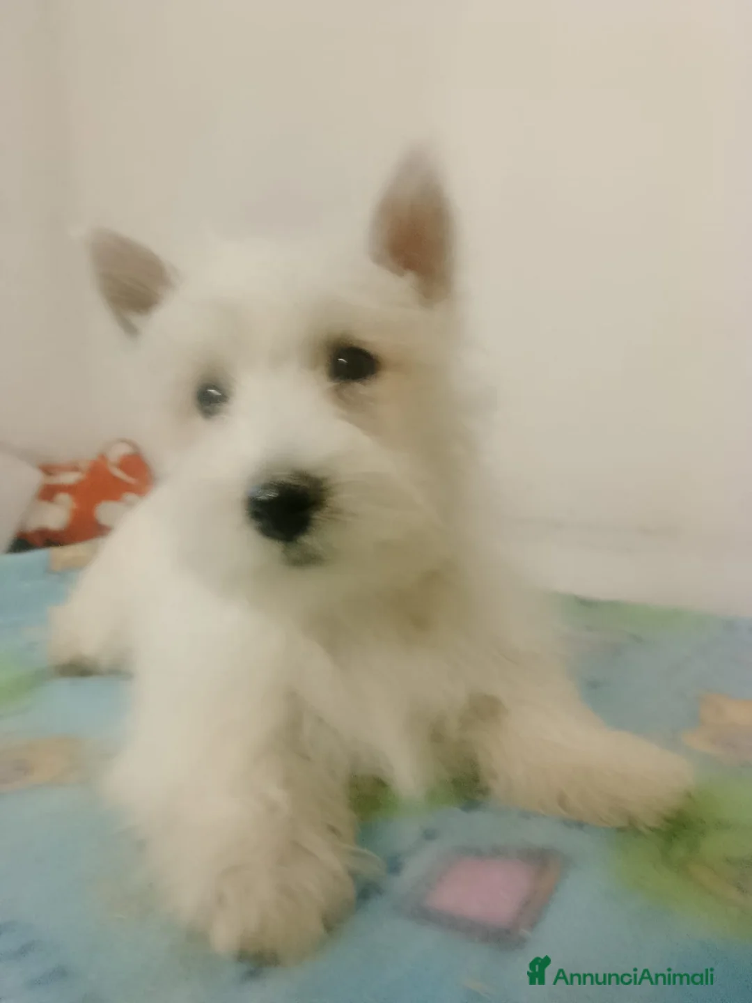 West Highland cani in vendita: West Highland  - Annuncio 3
