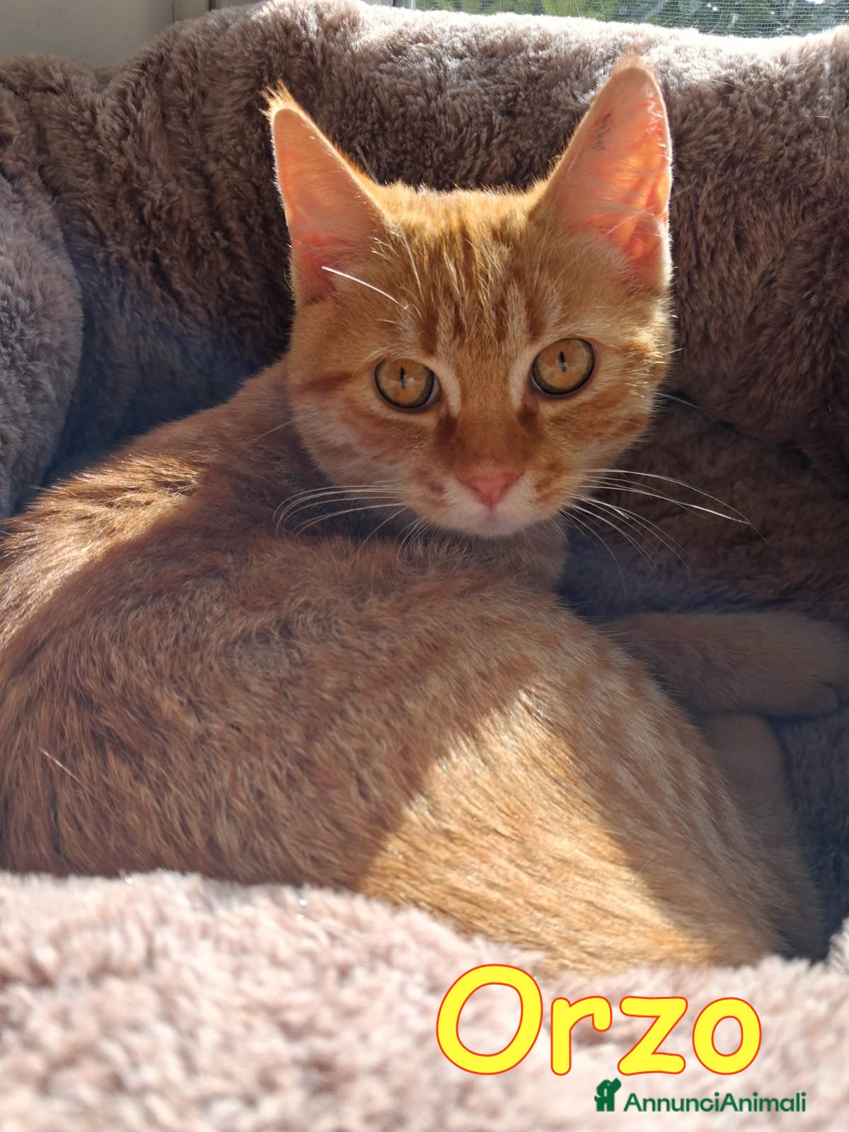 Europeo gatti ORZO MICINO ADORABILE - Annuncio 10