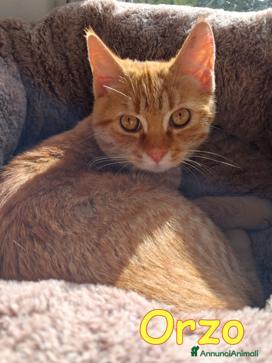 Europeo gatti in regalo: ORZO MICINO ADORABILE - Annuncio 1