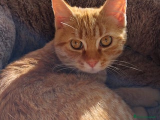 Europeo gatti ORZO MICINO ADORABILE - Annuncio 10