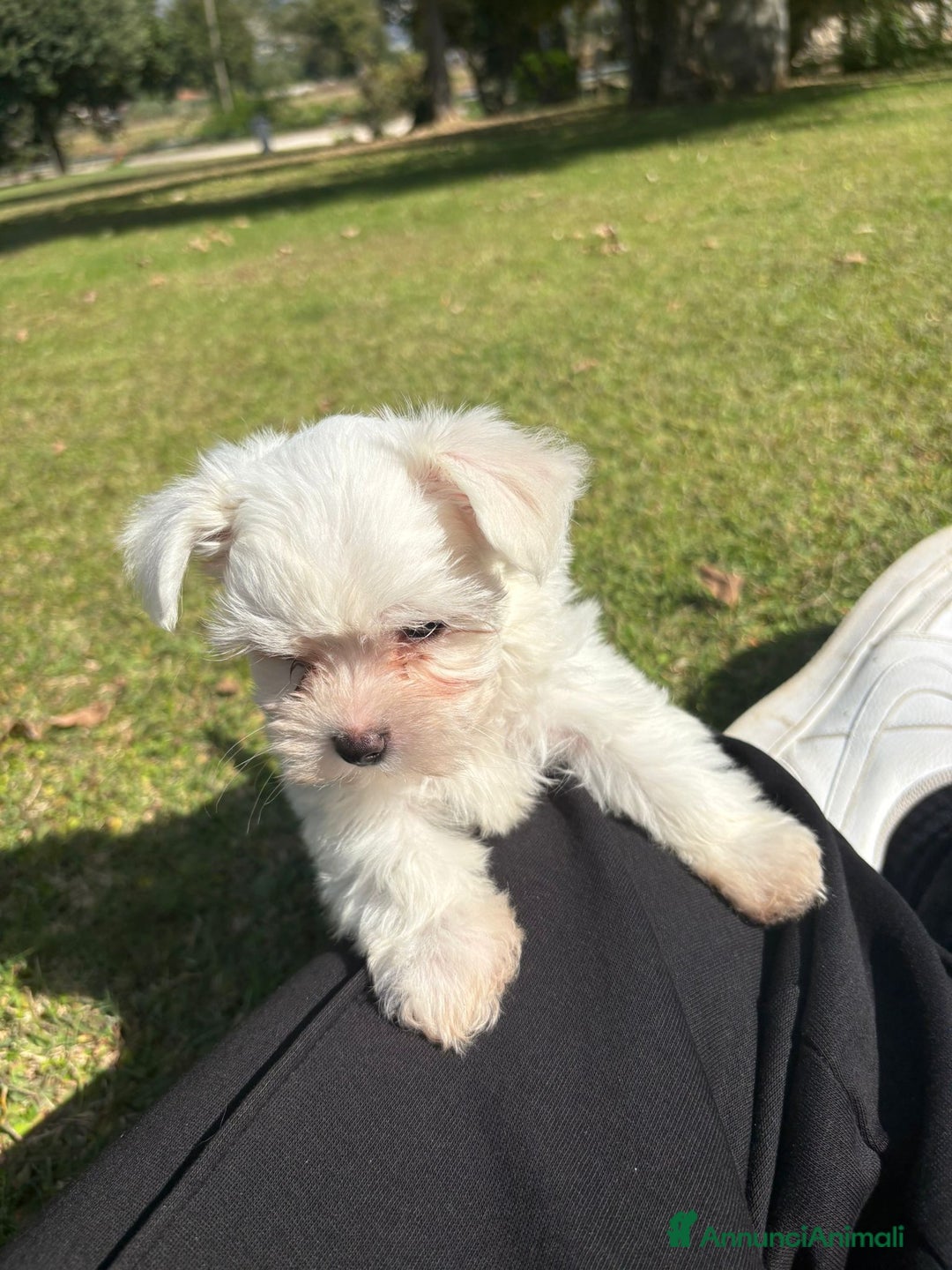 Maltese cani in vendita: Cucciole di maltese - Annuncio 5