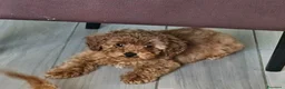 Barboncino cani in vendita: Cuccioli di barboncino  a Provincia di Pavia - Annuncio 2