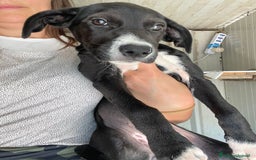 Meticcio cani in regalo: IL SIMPATICO MUSETTO DI THOR - Immagine 7