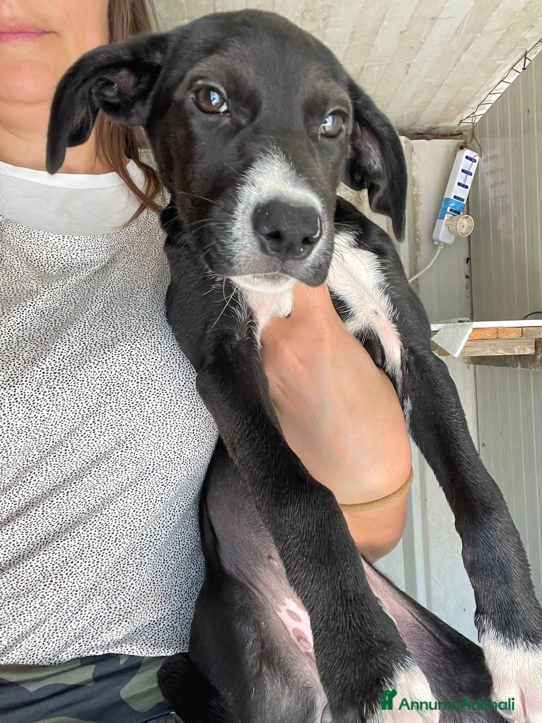 Meticcio cani in regalo: IL SIMPATICO MUSETTO DI THOR - Immagine 7