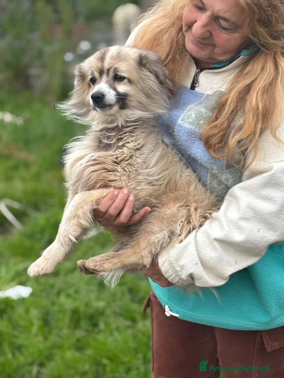 Meticcio cani in regalo: BUCK simil volpino pomerania cerca casa - adozione - Annuncio 2