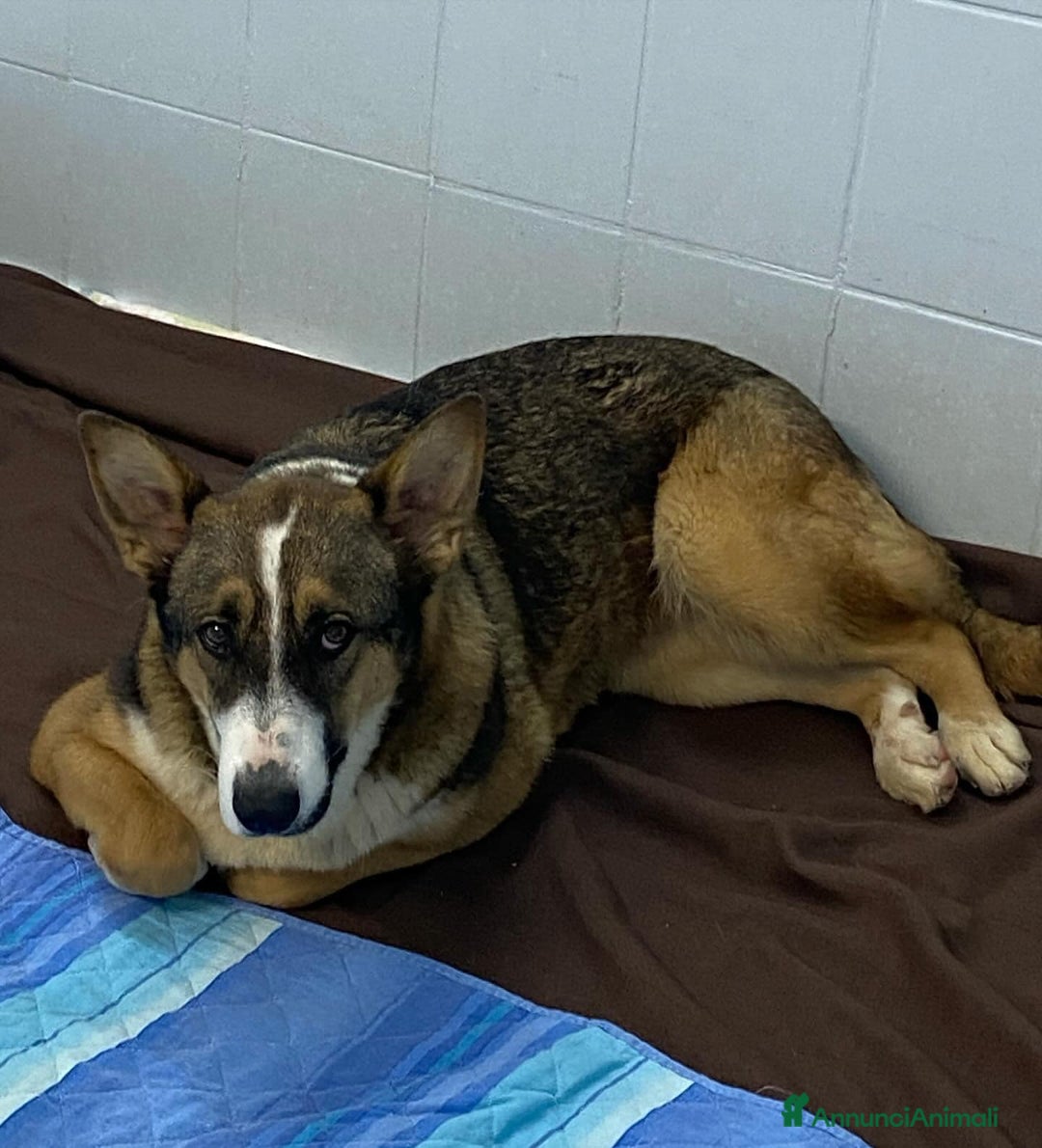 Meticcio cani in regalo: SHIVA 2 anni cerca adozione!bcanile Latina a Provincia di Latina - Annuncio 4