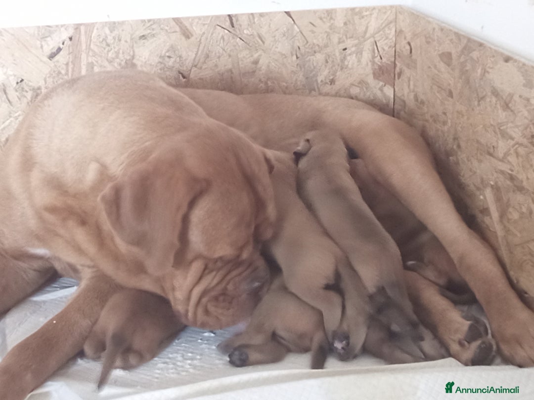 Dogue de Bordeaux cani in vendita: Disponibili Cuccioli di Dogue de Bordeaux a Provincia di Modena - Immagine 16