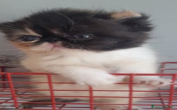 Exotic Shorthair gatti in vendita: Cucciola esotica molto bella a Provincia di Pisa - Immagine 5