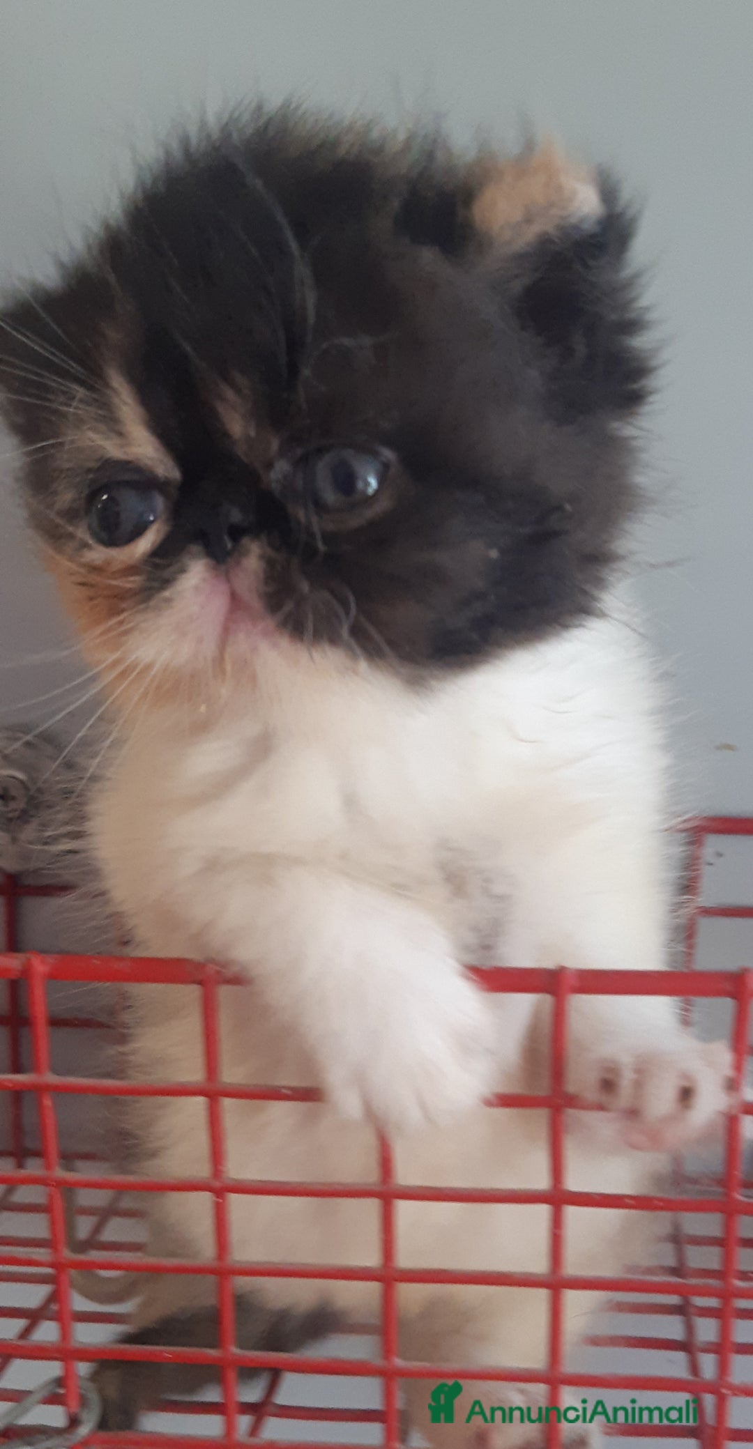 Exotic Shorthair gatti in vendita: Cucciola esotica molto bella a Provincia di Pisa - Immagine 5