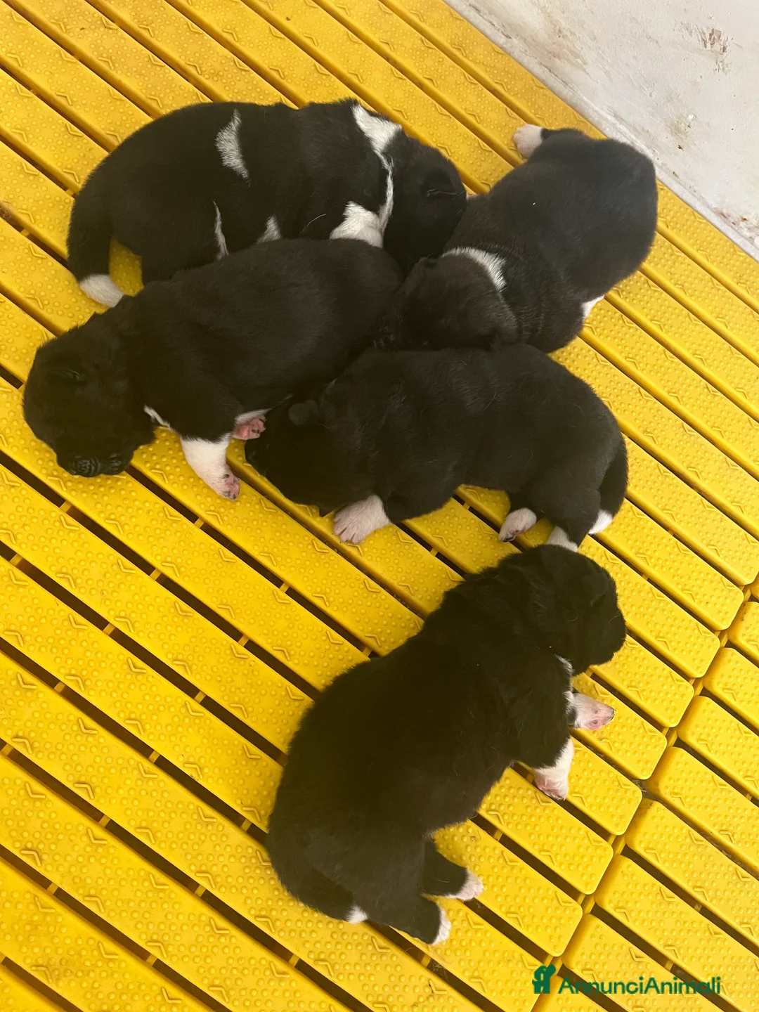 Akita Americano cani in vendita: Cuccioli di Akita americano - Annuncio 2