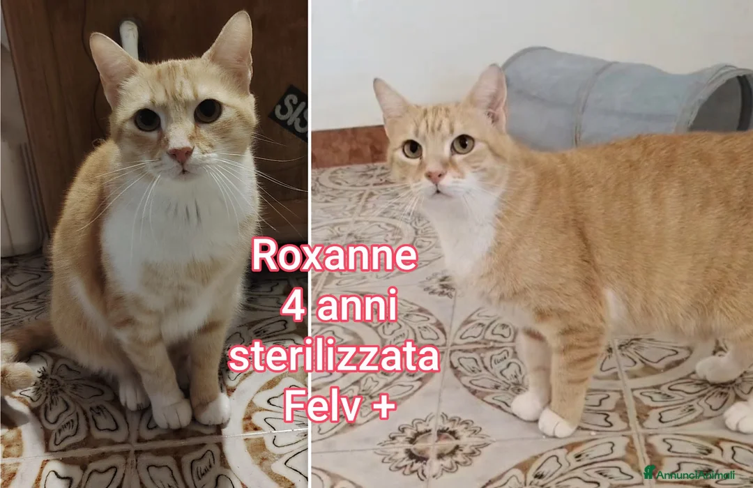Europeo gatti in regalo: GATTINI BISOGNOSI: URGENTI ADOZIONI  a Città Metropolitana di Bologna - Annuncio 11