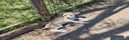 Meticcio cani in regalo: SOLE e MELA splendide cucciole - Annuncio 3