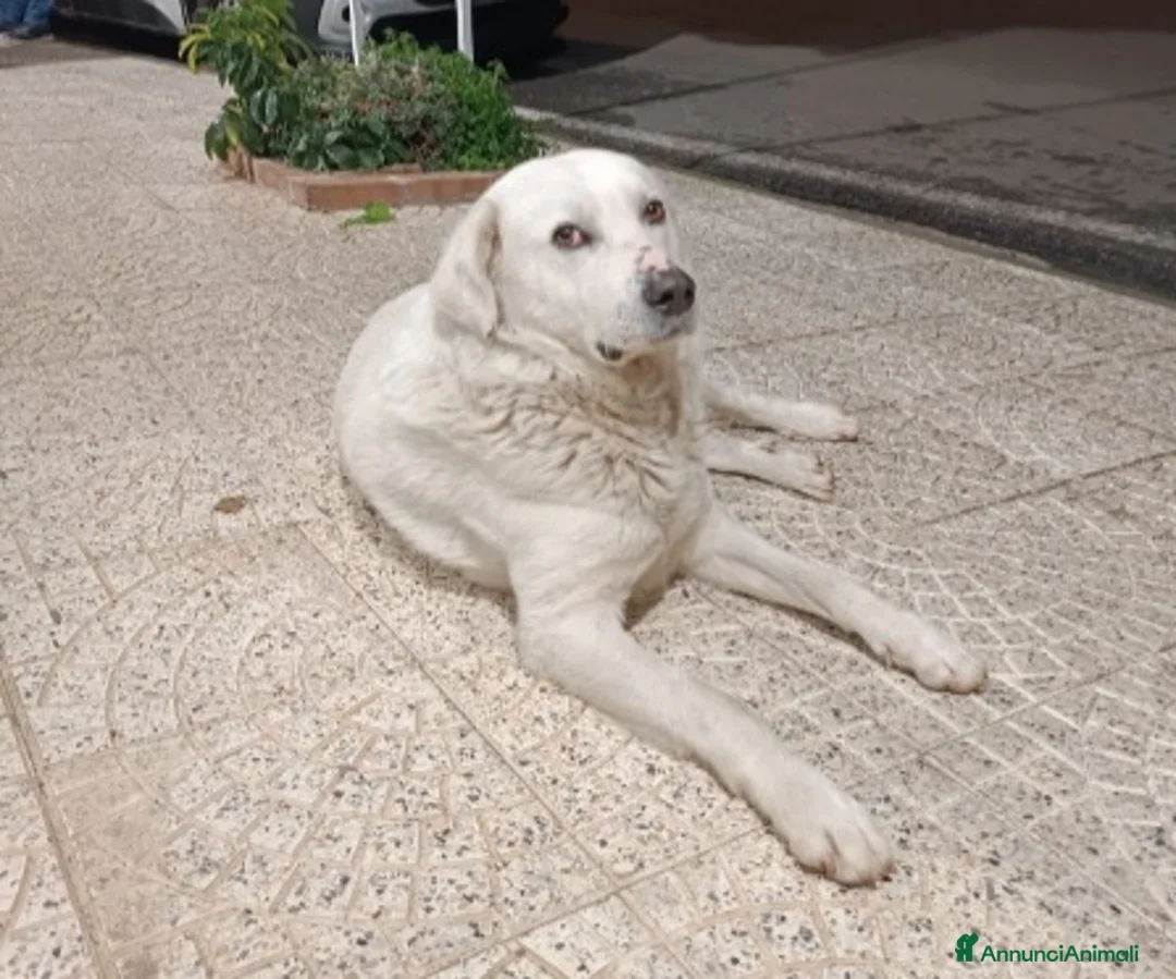 Pastore Maremmano cani in regalo: Maremmano anziano NN LO VOGLIONO+IN STRADA!CALABRI - Annuncio 6