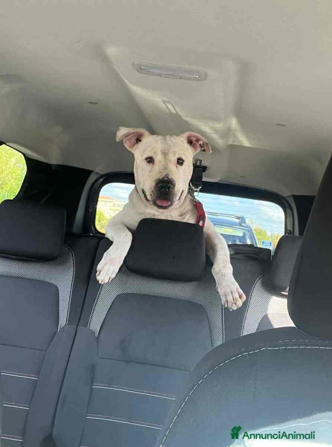 Pitbull cani in regalo: CIRO, PITBULL tanto dolce ma SOLO. - Annuncio 6