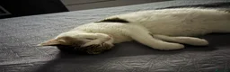 Europeo gatti in regalo: Regalo gattina a Città Metropolitana di Napoli - Annuncio 8
