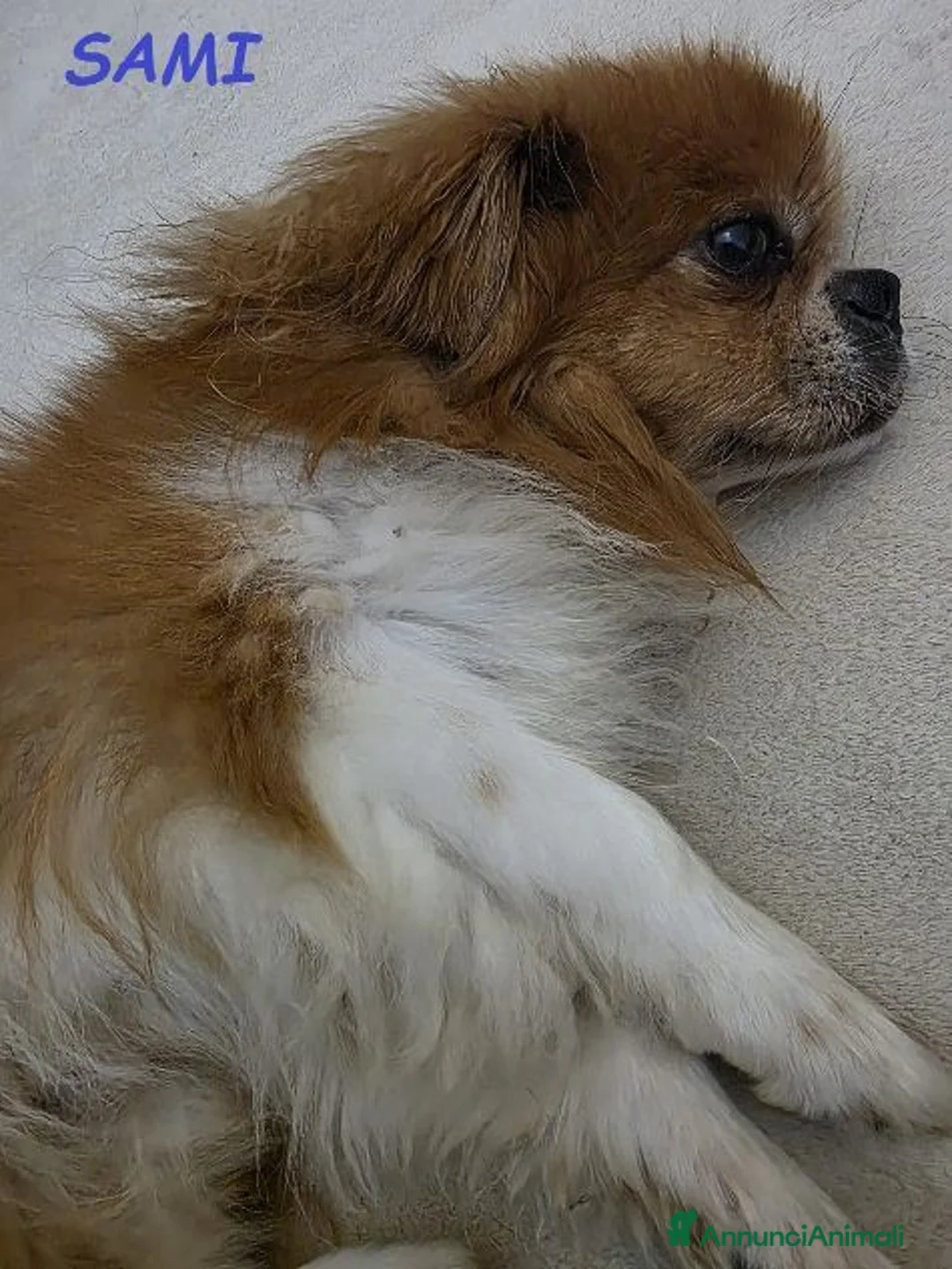 Pechinese cani in regalo: SAMI buono con tutti anche coi gatti - Annuncio 3