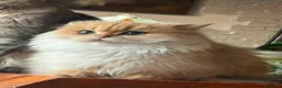British gatti in vendita: Cucciolo di British Longhair  a Provincia di Perugia - Annuncio 8