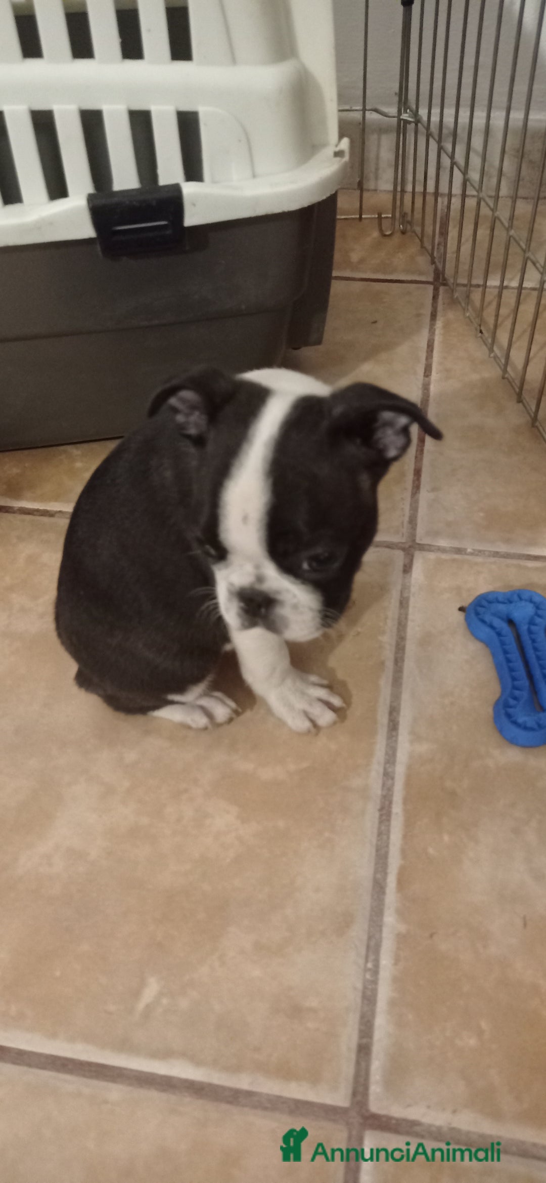 Boston Terrier cani in vendita: Cuccioli di Boston terrier selezionati disponibili - Annuncio 5