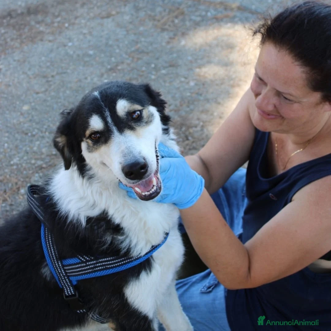 Meticcio cani in regalo: BRETZEL 💖 la felicità la sta ancora aspettando a Provincia di Pisa - Annuncio 4