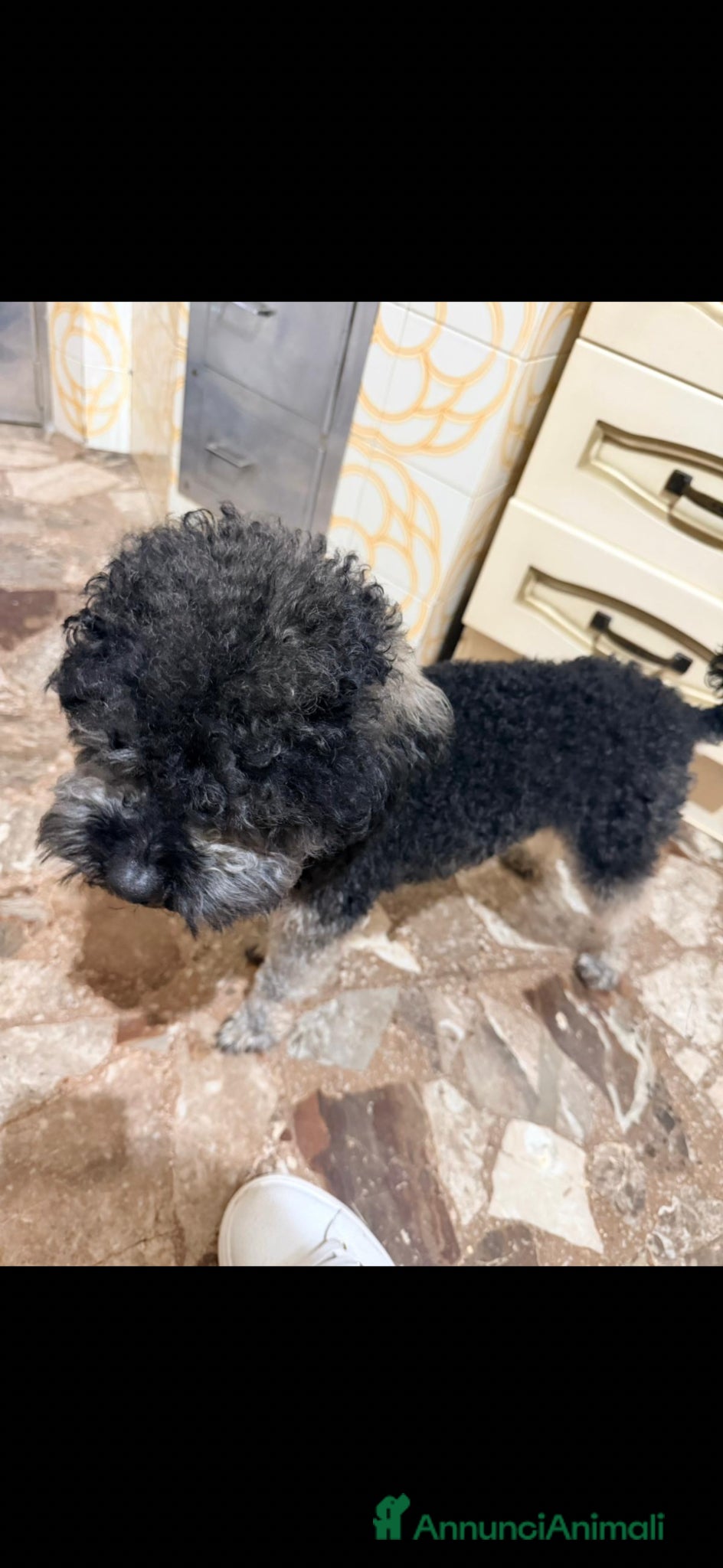 Barboncino cani cane barboncino - Annuncio 1