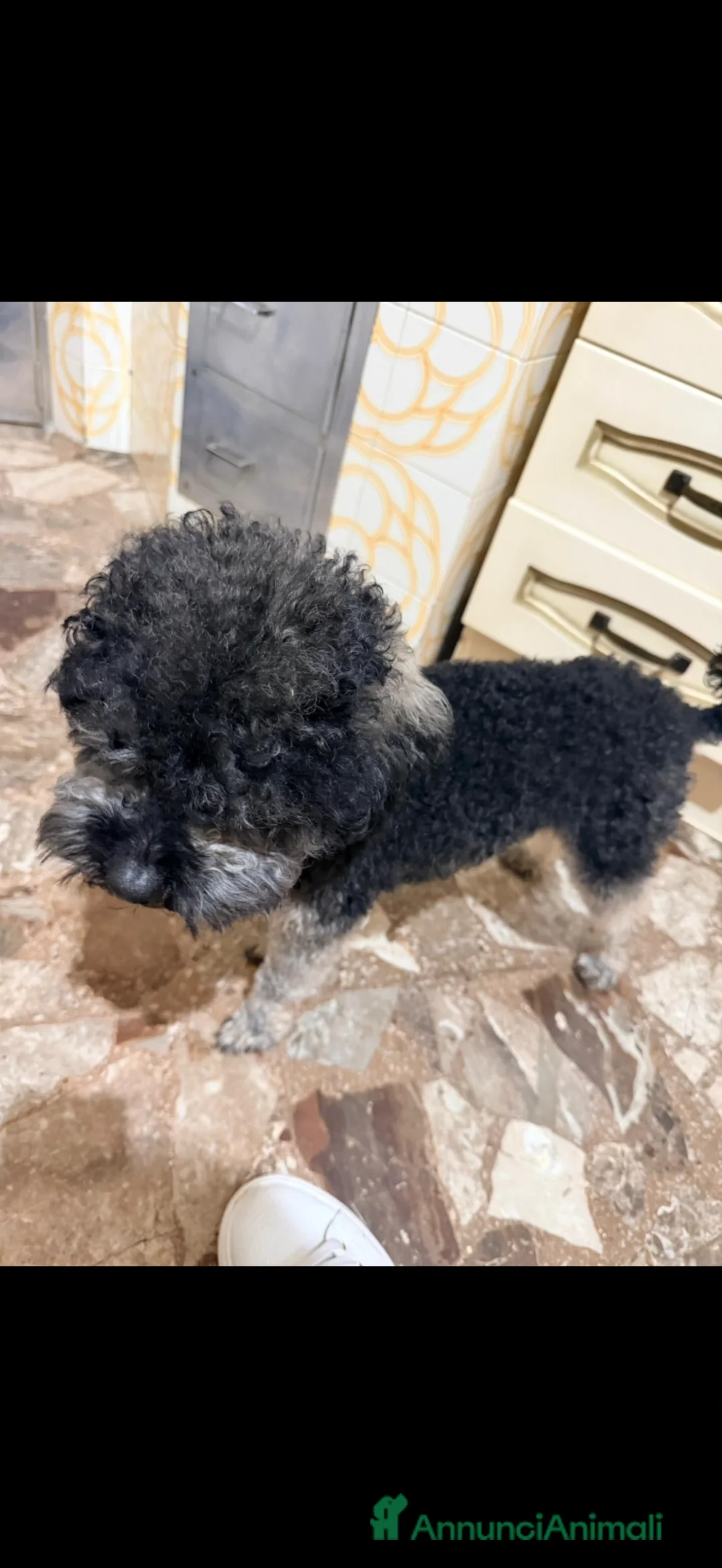 Barboncino cani in vendita: cane barboncino a Provincia di Brindisi - Annuncio 1