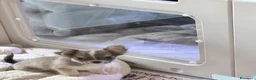 Chihuahua cani in vendita: Cucciolo di chihuahua - Annuncio 2