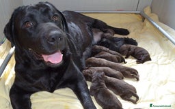 Labrador cani in vendita: Cuccioli Labrador disponibili a Modena | Cucciolo - Immagine 15