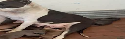 Pitbull cani in vendita: Cucciola di pitbull ukc  a Città metropolitana di Catania - Annuncio 5