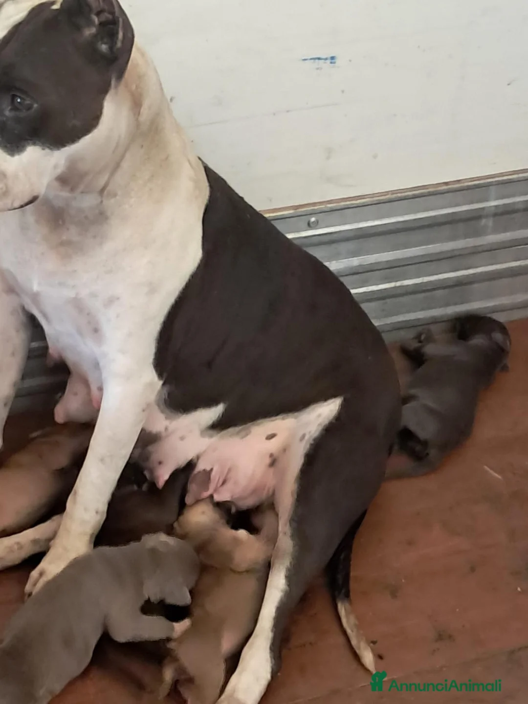 Pitbull cani in vendita: Cucciola di pitbull ukc  a Città metropolitana di Catania - Annuncio 5