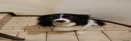 Border Collie cani per accoppiamento: Aky cerca fidanzata per accoppiamento  - Annuncio 3
