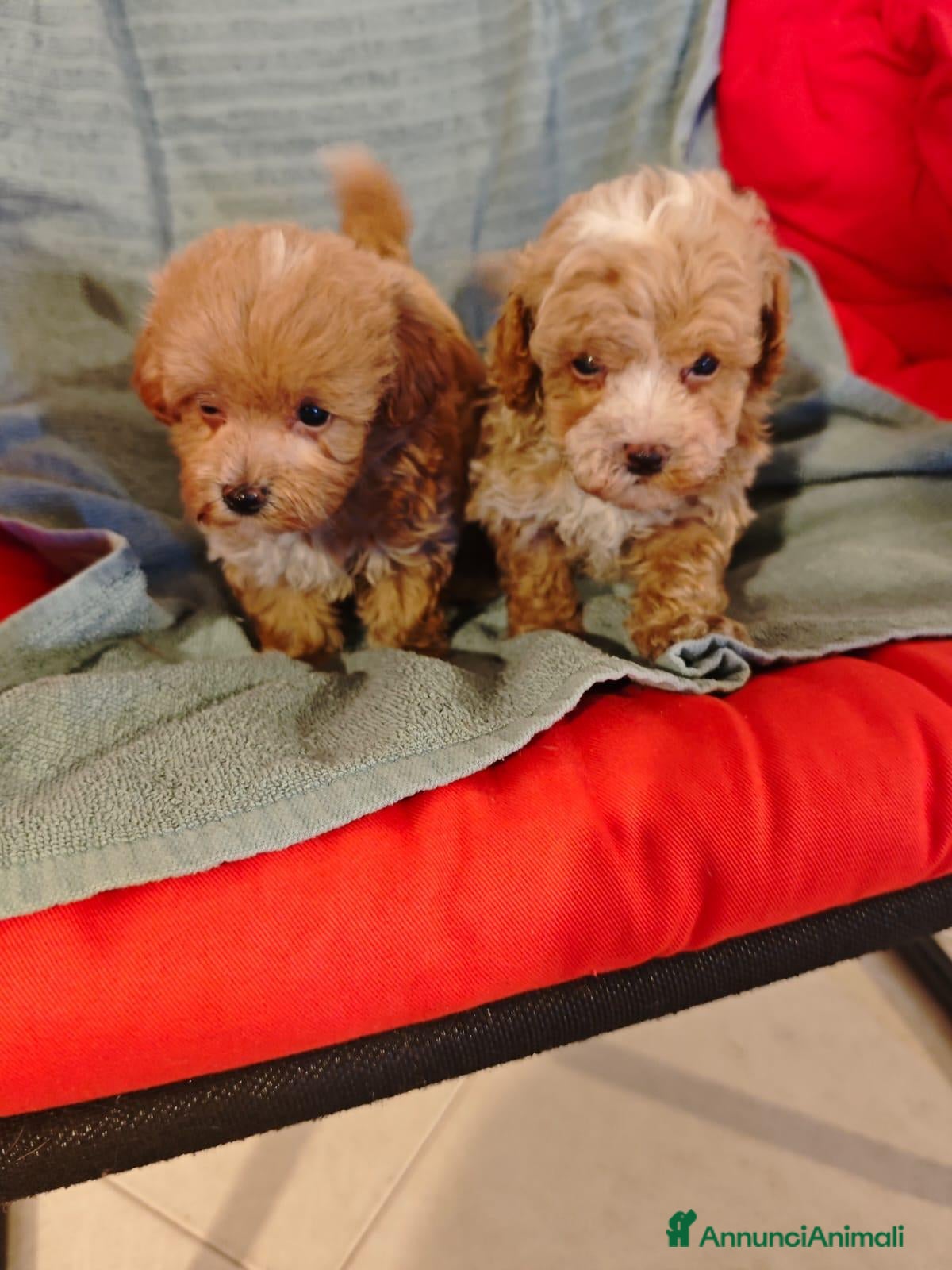 Maltipoo cani MALTIPOO - Annuncio 2