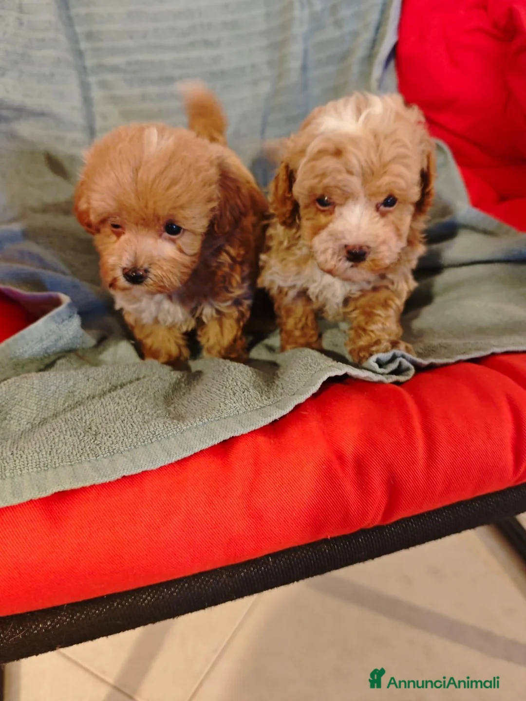 Maltipoo cani in vendita: MALTIPOO - Annuncio 1