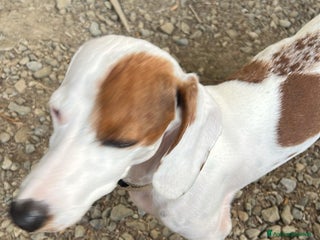 Bassotto cani Aron bassotto - Annuncio 33