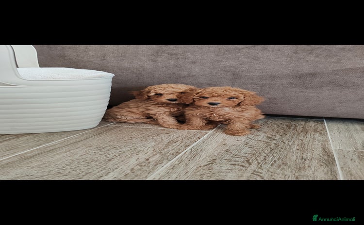 Barboncino cani Barboncini red e champagne  - Annuncio 9